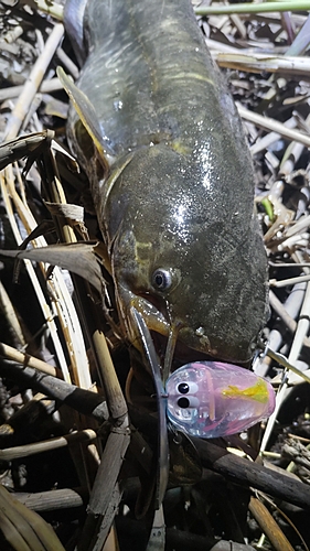 マナマズの釣果