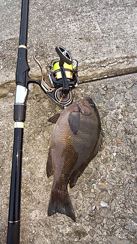 グレの釣果