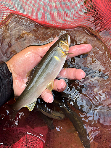 アユの釣果