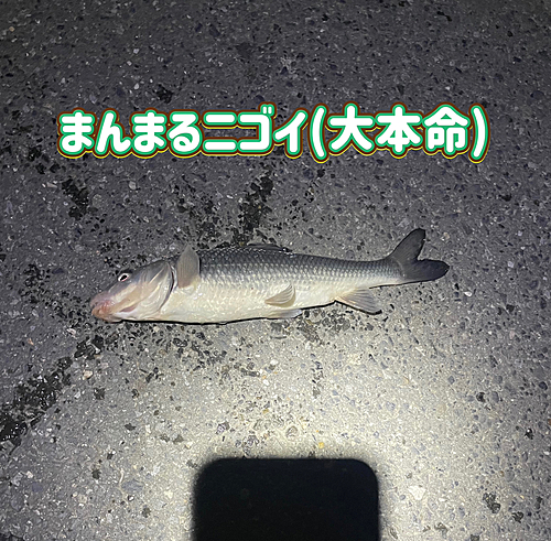 ニゴイの釣果