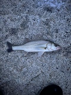 セイゴ（マルスズキ）の釣果