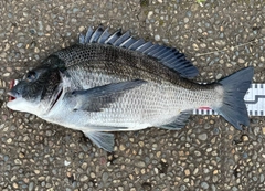 クロダイの釣果