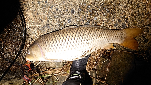 コイの釣果