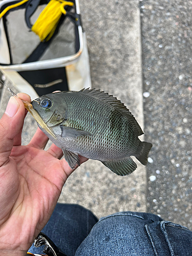 グレの釣果