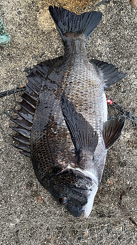 クロダイの釣果