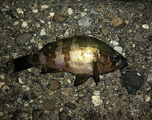 メバルの釣果