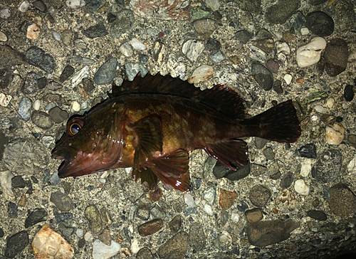 カサゴの釣果