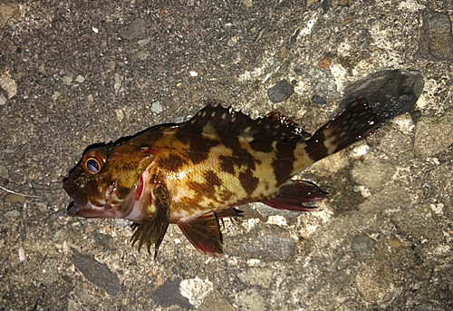 カサゴの釣果