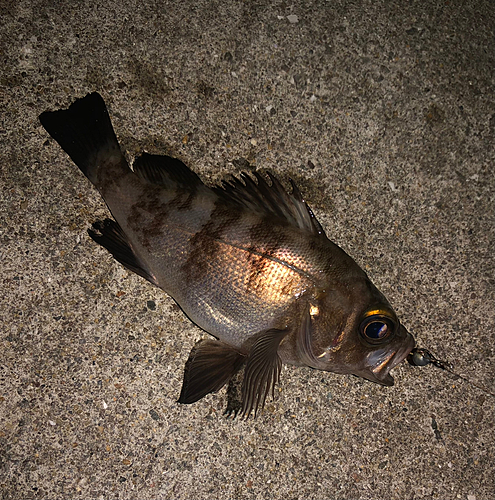 メバルの釣果