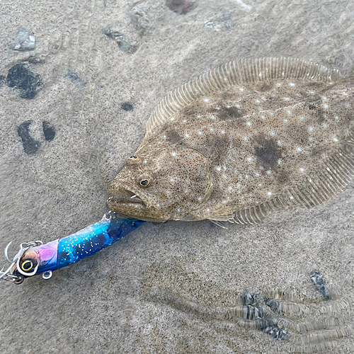 ヒラメの釣果