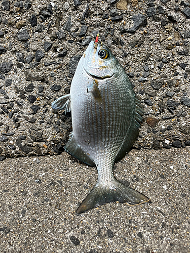 イスズミの釣果