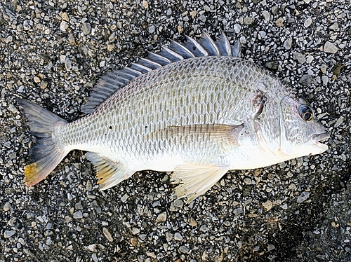 キビレの釣果