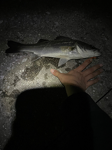 フッコ（ヒラスズキ）の釣果