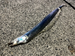 タチウオの釣果