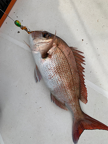 マダイの釣果