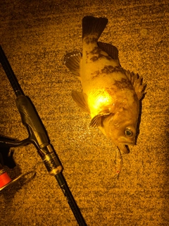 シロメバルの釣果