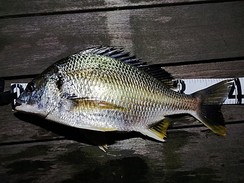 キビレの釣果