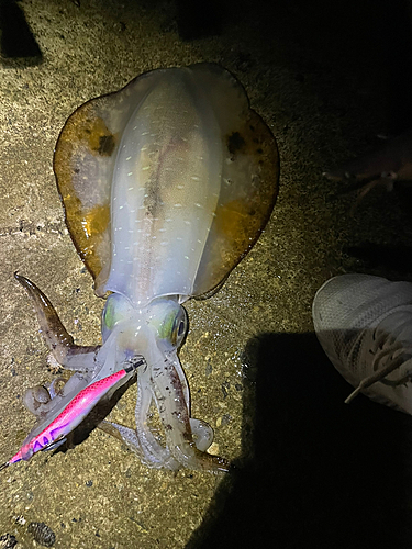 アオリイカの釣果