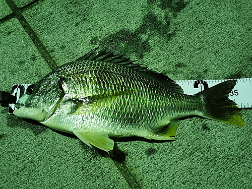 キビレの釣果