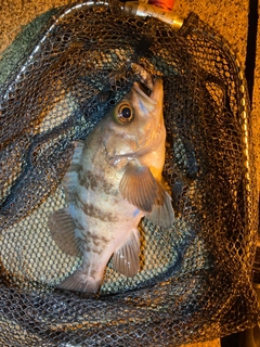 シロメバルの釣果