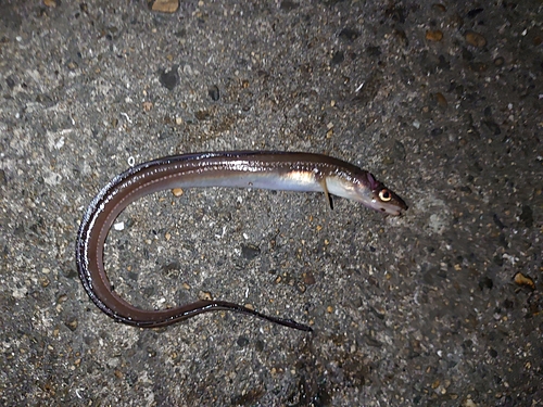 アナゴの釣果