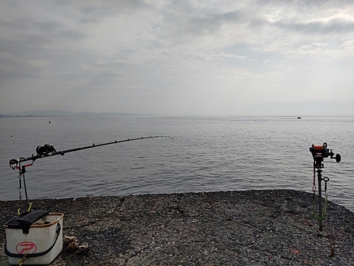 イシガキダイの釣果