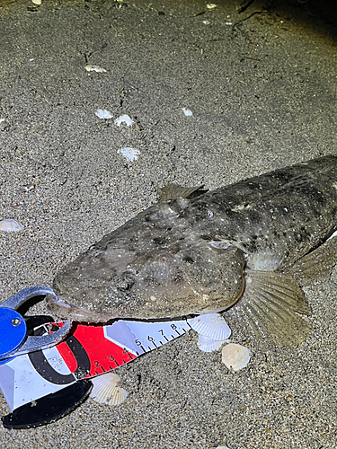 マゴチの釣果