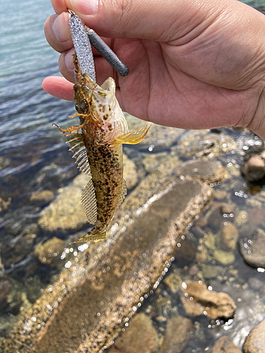 アナハゼの釣果