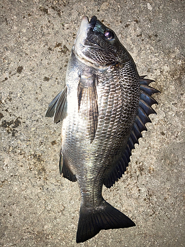 クロダイの釣果