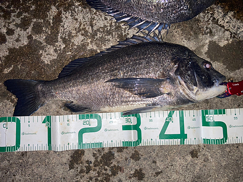 クロダイの釣果