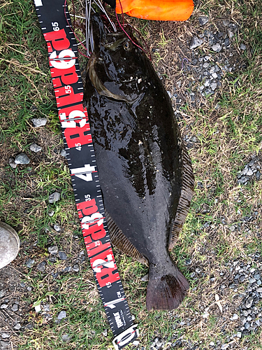 ヒラメの釣果