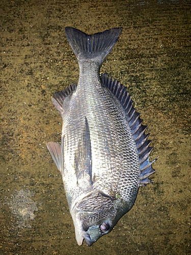 クロダイの釣果