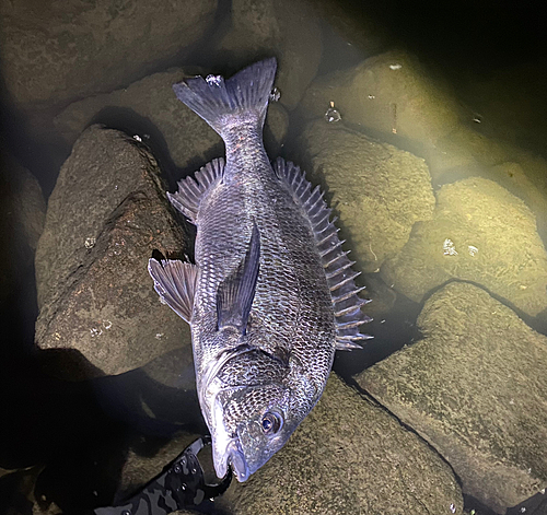 チヌの釣果