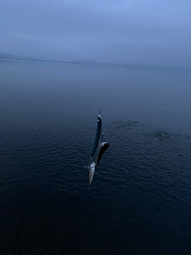 ボラの釣果