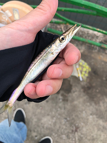 カマスの釣果