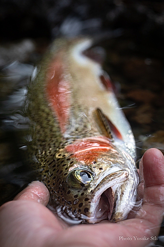 ニジマスの釣果