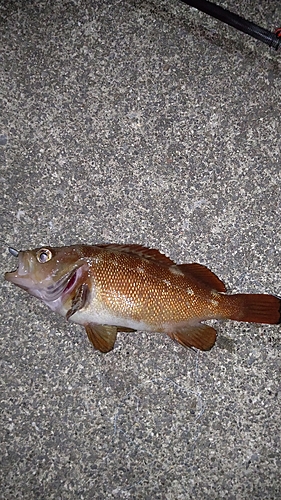 メバルの釣果