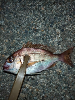 チャリコの釣果