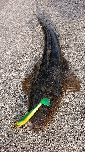 マゴチの釣果