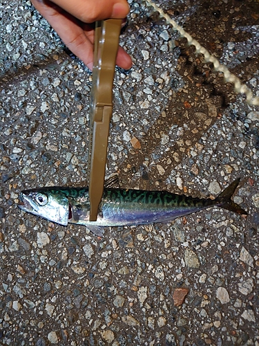 サバの釣果