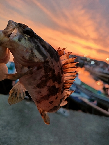 タケノコメバルの釣果