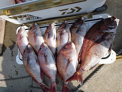 マダイの釣果