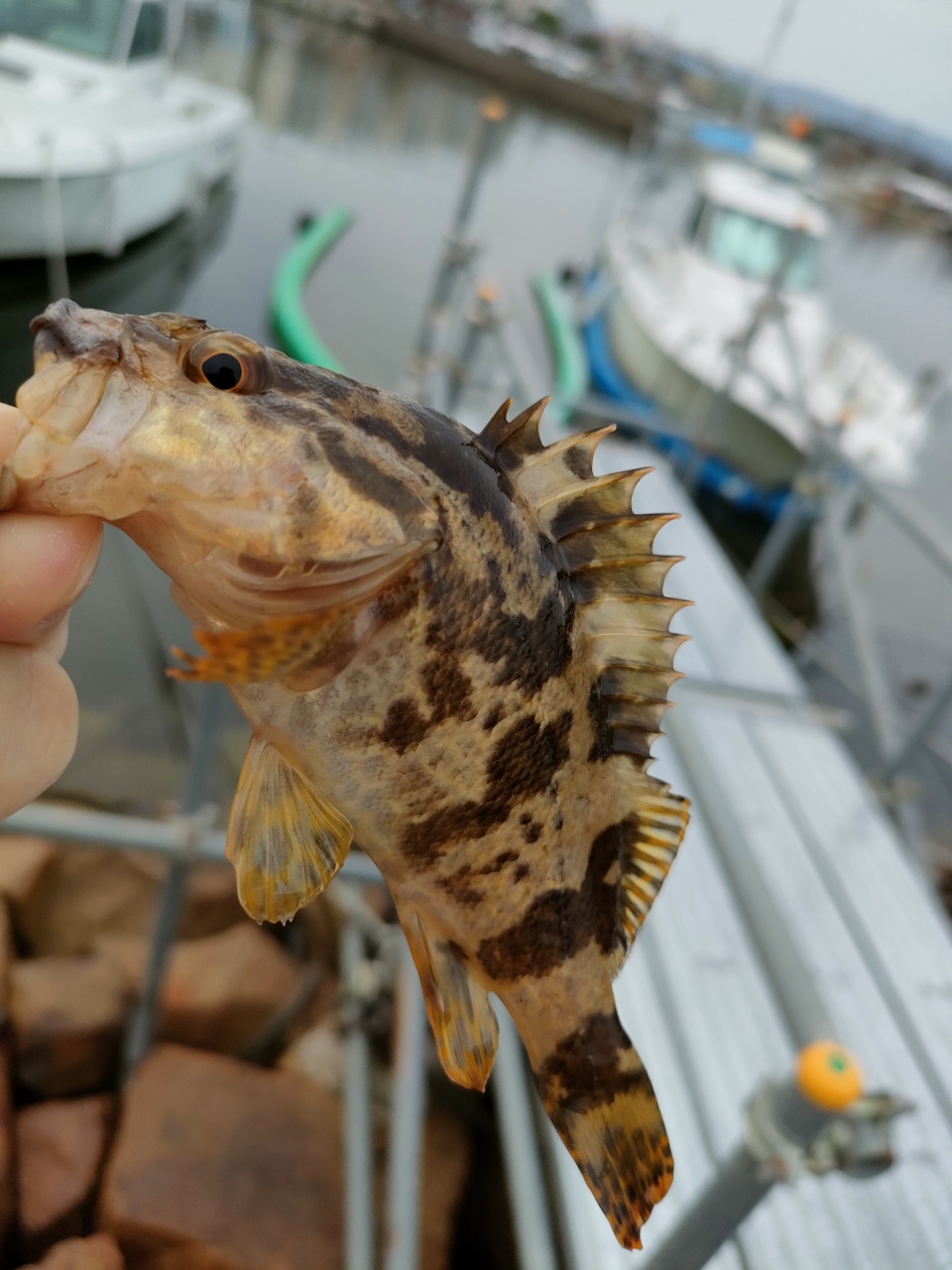 タケノコメバル