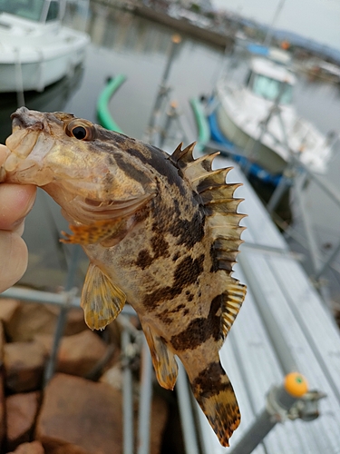 タケノコメバルの釣果