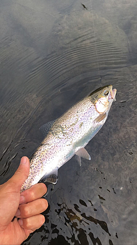 ニジマスの釣果