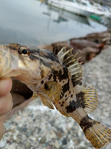 タケノコメバルの釣果