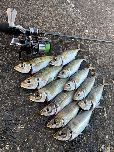 アジの釣果