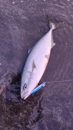 イナダの釣果