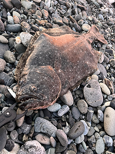 ヒラメの釣果