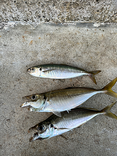 アジの釣果